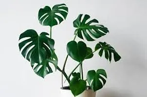 GREENLIVE TRADERS FILODENDRON INDOOR LIVE PLANTS/INDOOR AIR PERFUMER-thumb1