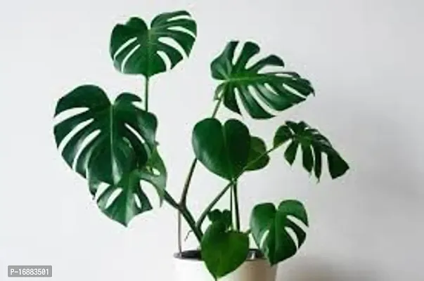 GREENLIVE TRADERS FILODENDRON INDOOR LIVE PLANTS/INDOOR AIR PERFUMER-thumb2