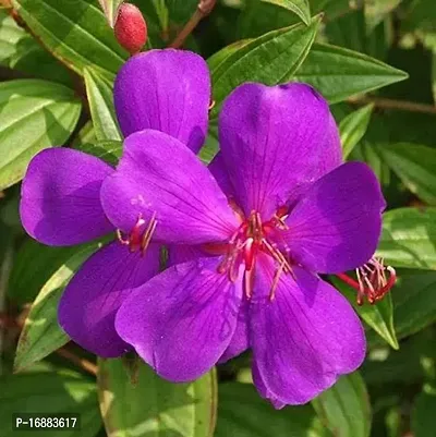 GREENLIVE TRADERS Tibouchina Urvilleana Begum Bahar Flower Live plant