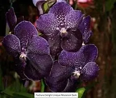 GREENLIVE TRADERS VANDA ORCHED LIVE INDOOR PLANT (PACK OF 1) BLACK COLOUR-thumb1