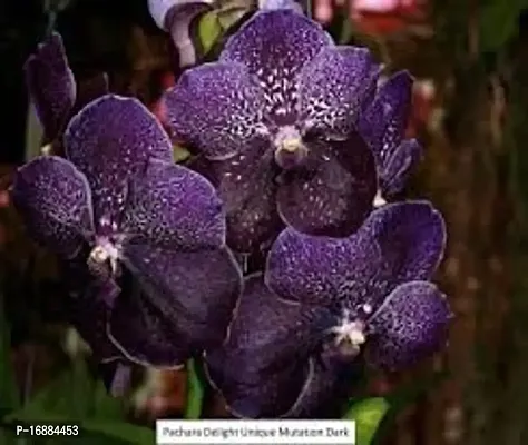 GREENLIVE TRADERS VANDA ORCHED LIVE INDOOR PLANT (PACK OF 1) BLACK COLOUR-thumb2