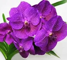 GREENLIVE TRADERS VANDA ORCHED LIVE INDOOR PLANT (PACK OF 1)-thumb2