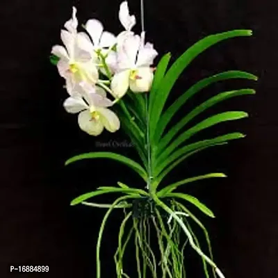 GREENLIVE TRADERS VANDA ORCHED LIVE INDOOR PLANT (PACK OF 1) GOODLOOKIN INDOOR PLANT