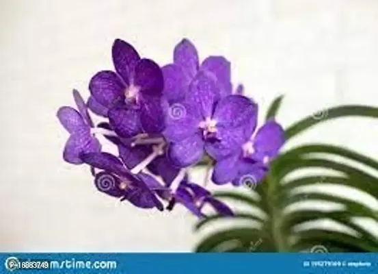 GREENLIVE TRADERS Hybrid Vanda Orchid Plant Pack of 1 (Medium Size Plant) Live Healthy Plant-thumb0