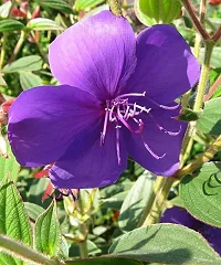 GREENLIVE TRADERS Tibouchina Urvilleana Begum Bahar Flower Live plant-thumb2