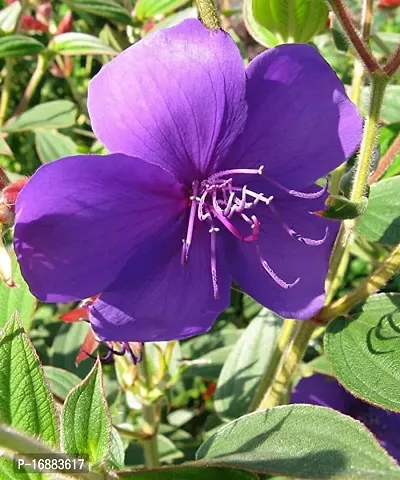 GREENLIVE TRADERS Tibouchina Urvilleana Begum Bahar Flower Live plant-thumb3