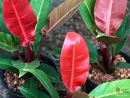 GREENLIVE TRADERS INDOOR RED FILODENDRON/INDOOR GARDENING PLANT-thumb1