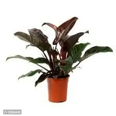 GREENLIVE TRADERS INDOOR RED FILODENDRON/INDOOR GARDENING PLANT