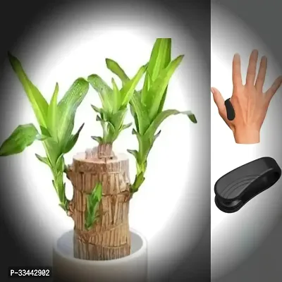 Sugar Control Li4 Acupressure Point Clip with Brazilian Wood Plant Free-thumb0