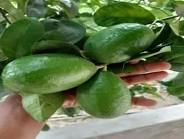 Mohomaya Beautiful Gardening Gandharaj lemon plant - |Gandharaj_lemon_plant|-thumb1