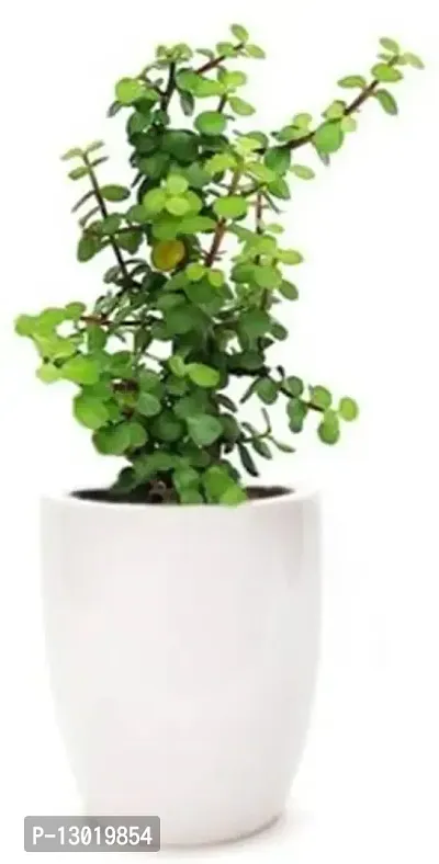 Mohomaya Beautiful Gardening SJ STOCKS Jade Plant - |SJ STOCKS Jade Plant|-thumb0