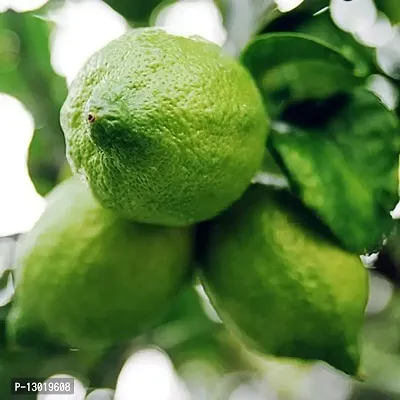 Mohomaya Beautiful Gardening Gandharaj lemon plant - |Gandharaj_lemon_plant|-thumb0