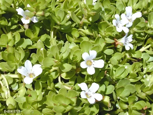 Plantzoin Indian pennywort Brahmi Bacopa monnier Live Plant