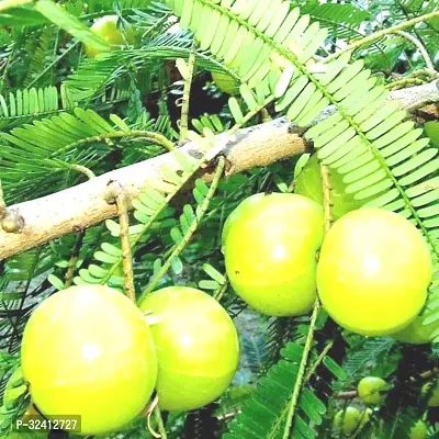 Plantzoin Indian gooseberry Amla Phyllanthus emblica Aanla Live Plant-thumb0