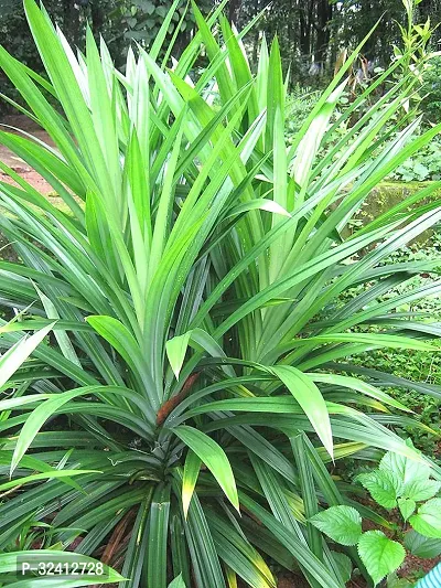 Plantzoin Ramba Pandan Pandanus amaryllifolius Annapurna Live Plant-thumb0