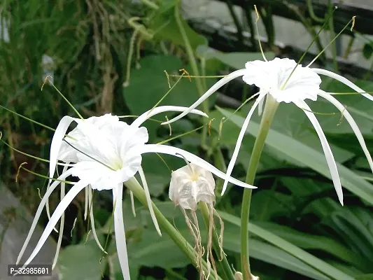 Plantzoin Spider lily Nagdamini Crinum asiaticum Arsha Live Plant-thumb0