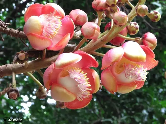 Plantzoin Cannon ball tree Tope gola Couroupita guianensis Naga champa Live Plant