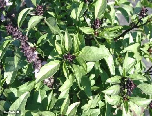 Plantzoin Thai basil Marva Ocimum basilicum var. thyrsiflora Durlabha Live Plant