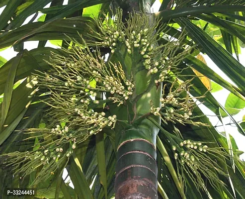 Plantzoin Betel palm Supari Areca catechu Gua Live Plant-thumb0