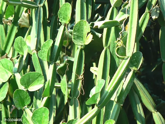 Plantzoin Devil's backbone Harajora Cissus quadrangularis Hadajoda Live Plant-thumb0