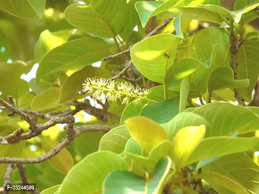 Plantzoin Myrobalan Harad Terminalia chebula Harida Live Plant