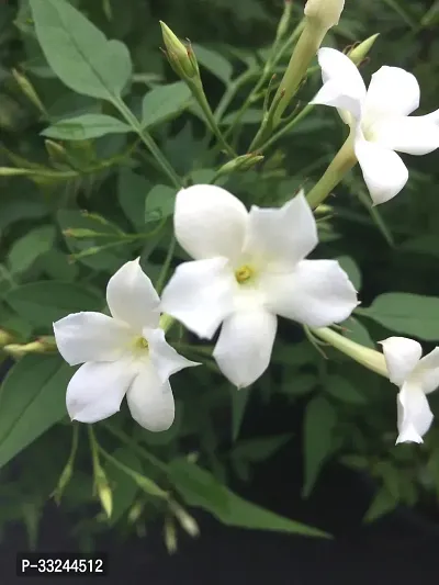 Plantzoin Common jasmine Chameli Jasminum officinale Jaai Live Plant