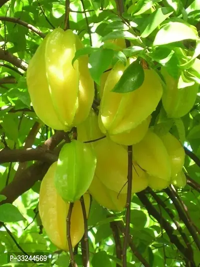 Plantzoin Carambola Karmal Averrhoa carambola Karamanga Live Plant-thumb0