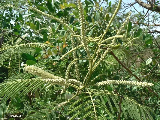 Plantzoin Black catechu Khair Senegalia catechu Khaira Live Plant