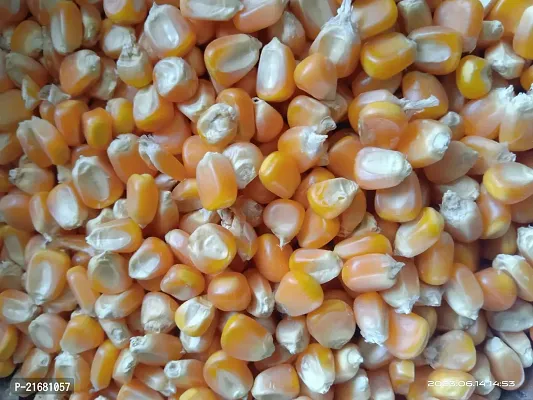 Uzhavan Unavu - Organic - Corn / Maize/ Makka/Makkajonna/Makka Chollam -1 kg-thumb2