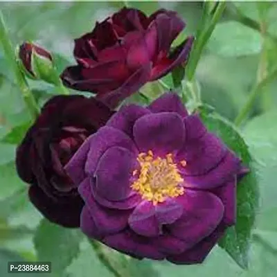 purple rose plant