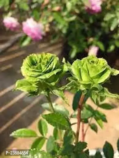 green rose plant