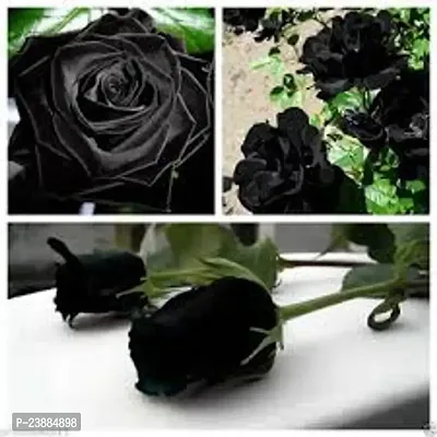 black rose-thumb0
