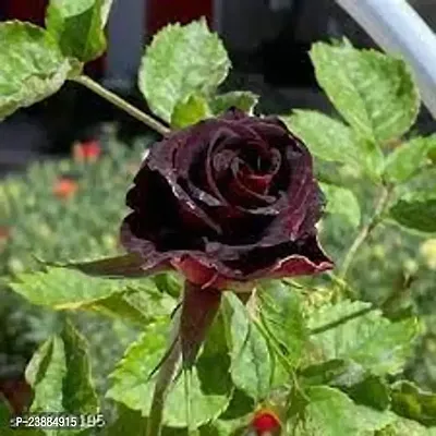 maroon rose plant