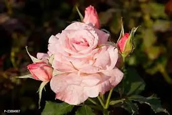 baby pink rose plant