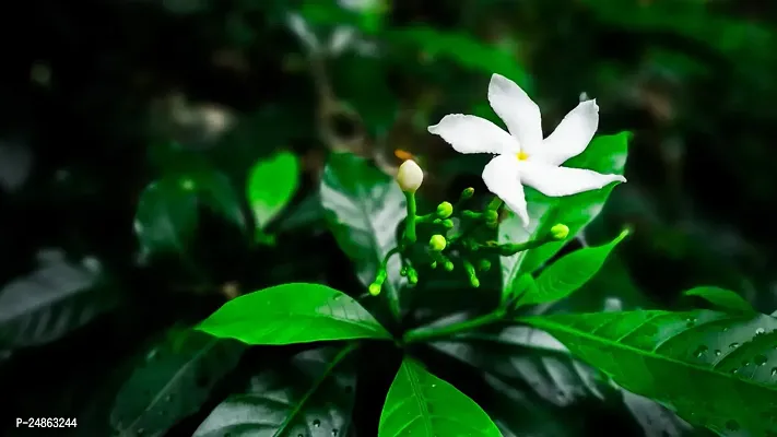 jasmine plant