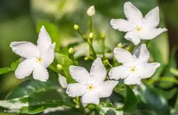 jasmine plant