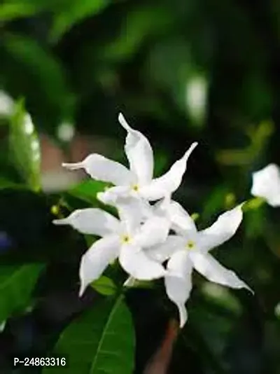 jasmine plant