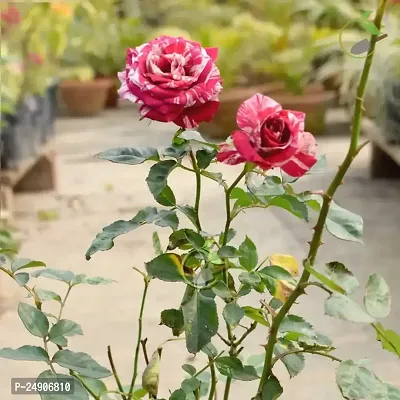 Rose Plant