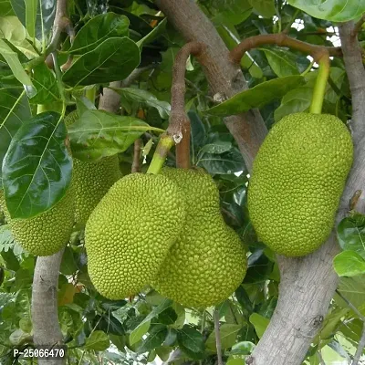 jack fruit plant