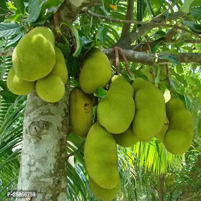 jack fruit plant