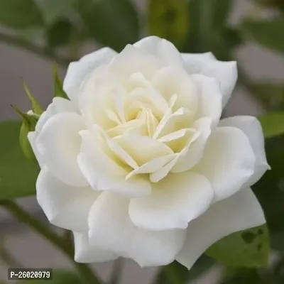 white rose plant-thumb0