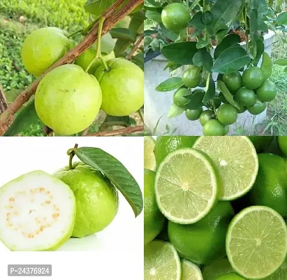 Combo pack of 2 Seedless Lemon and Guava Live Plant with complementary fertilizer.