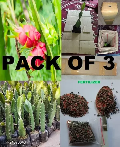 3nos Dragon Fruit Plant with complementory Fertilizer.