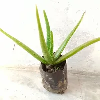 Live Aloe Vera Medicinal Plant-- 8 to 10 inches in Grow Bag with Complimentary Fertilizer-thumb4