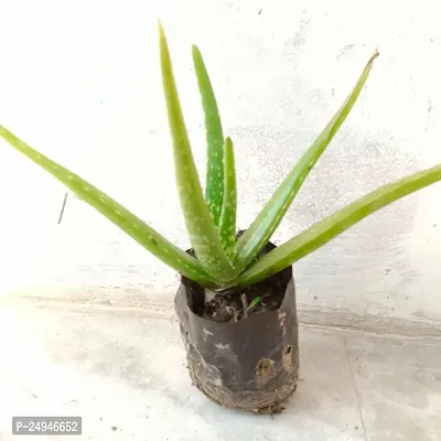 Live Aloe Vera Medicinal Plant-- 8 to 10 inches in Grow Bag with Complimentary Fertilizer-thumb5