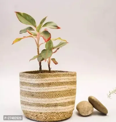 Multipurpose Jute Planter Pots