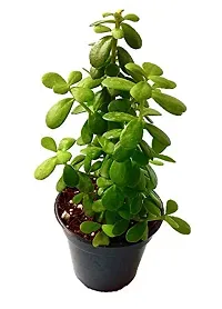 ENRICH PLANTS : JADE, Good Luck, Home Decor Live Plant, Air Purifying,-thumb4