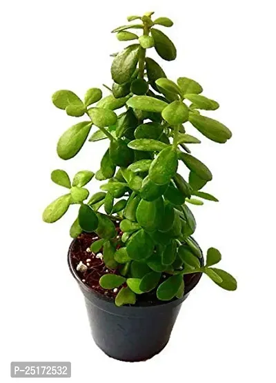 ENRICH PLANTS : JADE, Good Luck, Home Decor Live Plant, Air Purifying,-thumb5