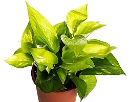 ENRICH PLANTS : Green Moneyplant,Live Plant, Air Purifying, Good Luck.-thumb1