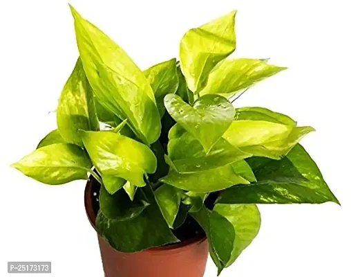 ENRICH PLANTS : Green Moneyplant,Live Plant, Air Purifying, Good Luck.-thumb2